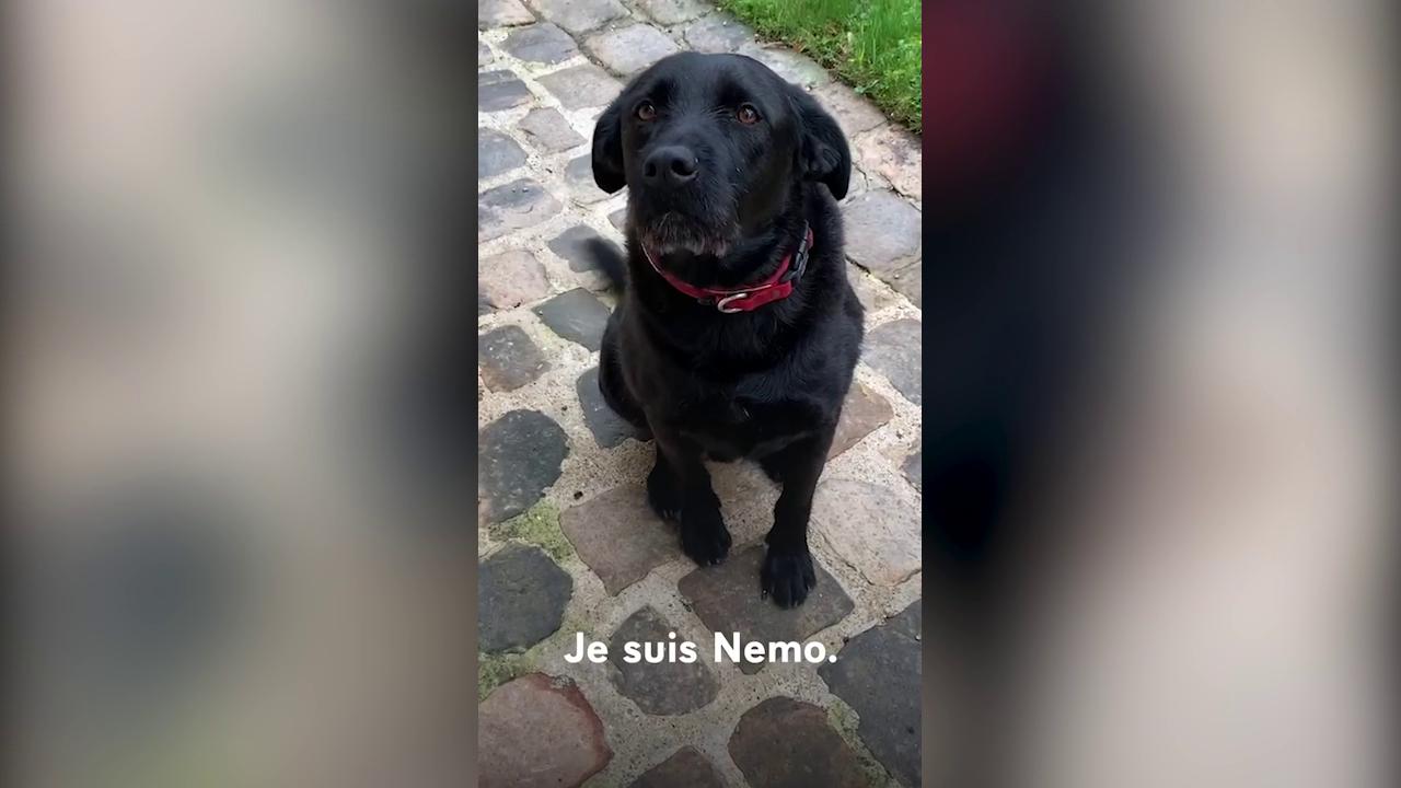 Nemo, pas Macronovih, junak kampanje protiv napuštanja životinja