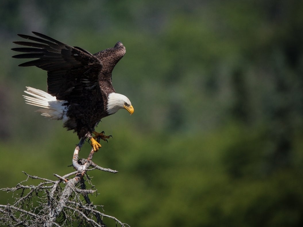 Orlovi-lešinari terorišu naselje na Floridi
