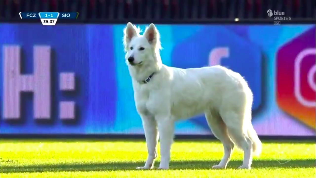 Pas predsjednika švicarskoga nogometnog kluba nakratko prekinuo utakmicu