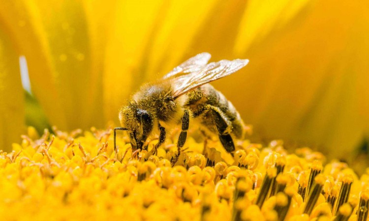 Svjetski dan pčela: Svaki treći zalogaj u ishrani čovjeka zavisi od pčela