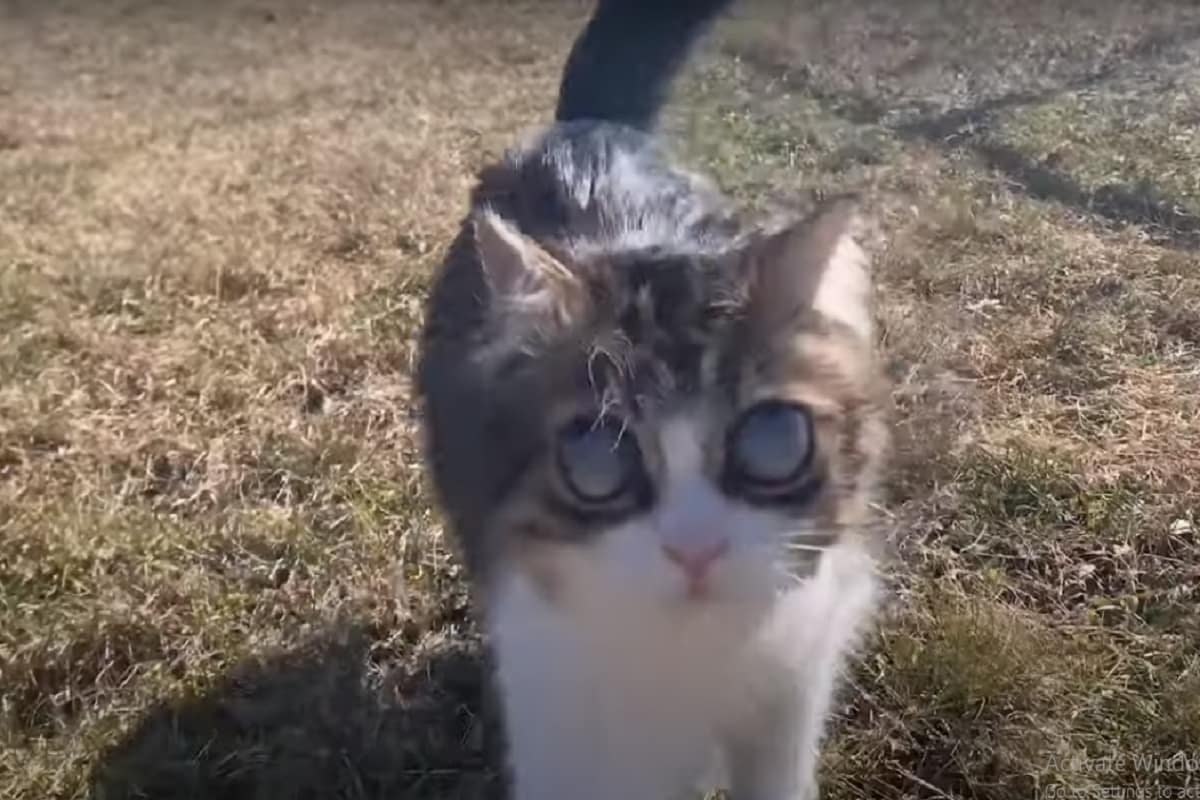 Zašto je mačak Pico neodoljiv hiljadama ljudi