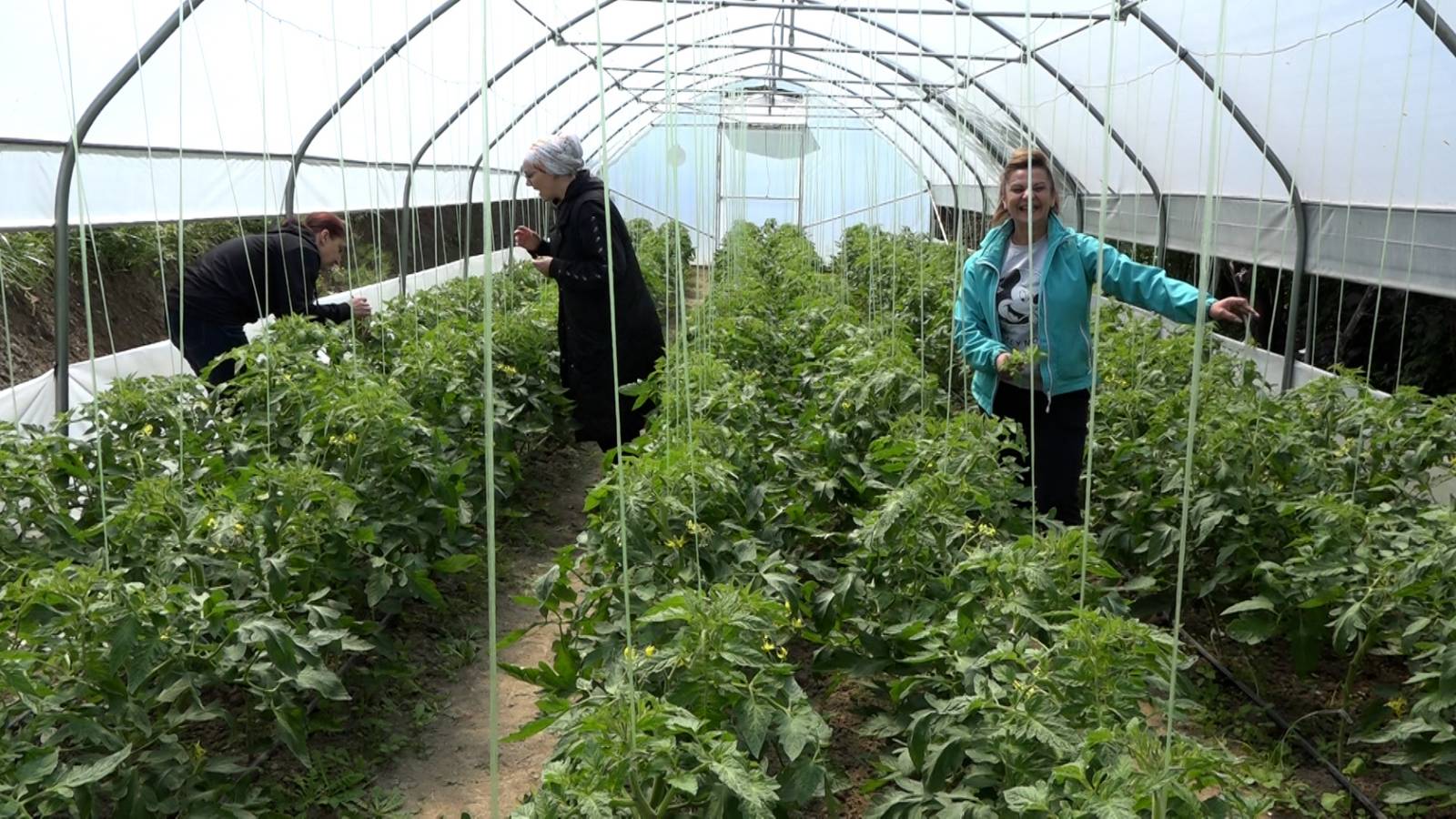 Plastenici kao radna terapija