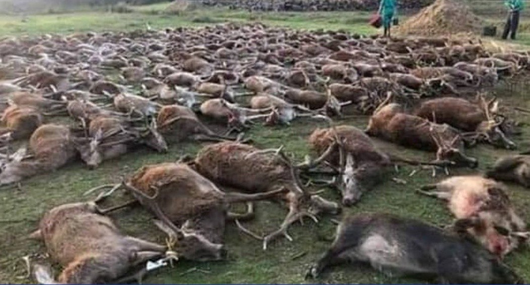 Portugal zgrožen nakon masakra 500 divljih životinja