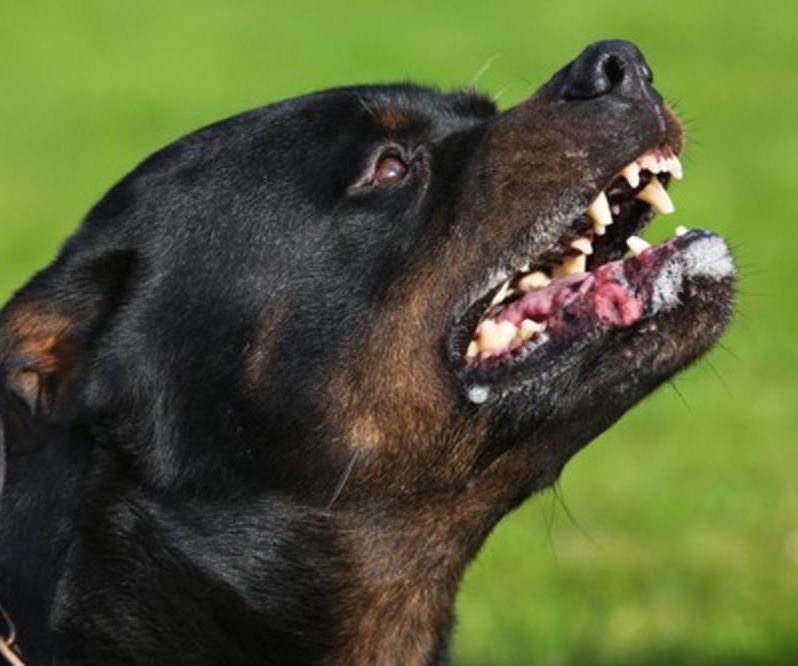 Rotvajler do smrti izgrizao djevojčicu u Sloveniji