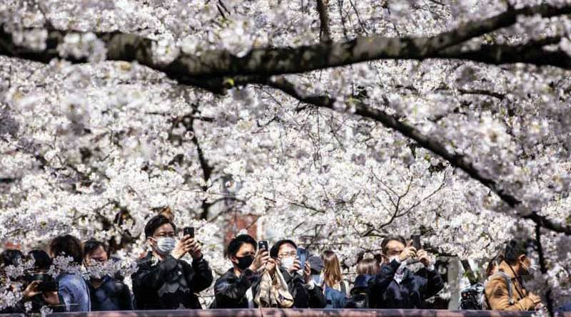 Cvjetanje japanske trešnje ove godine počelo najranije u posljednjih 70 godina