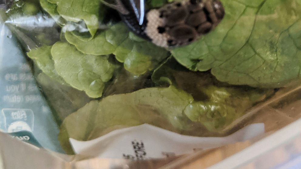 Australijanac pronašao otrovnu zmiju u zelenoj salati iz supermarketa