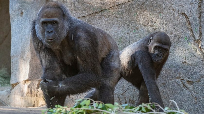 Gorile iz zoološkog vrta u San Diegu uspješno se oporavile od covida-19