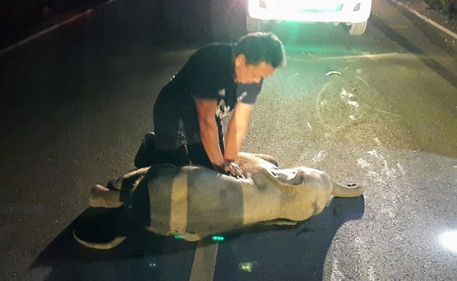 Slonić s Tajlanda uspješno reanimiran nakon što ga je udario motociklist