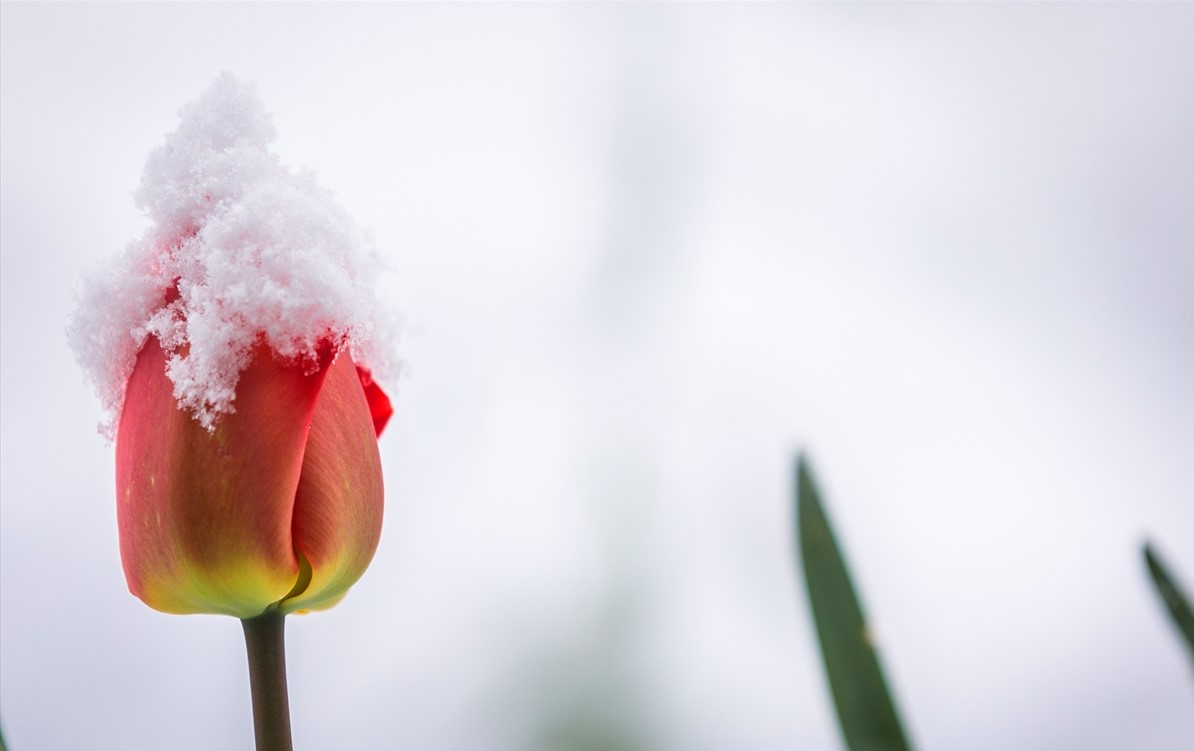 U Sloveniji najhladnije aprilsko jutro ikad, temperatura minus 20