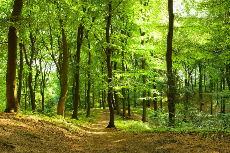 Šume veličine Francuske u zadnjih se 20 godina prirodno obnovile