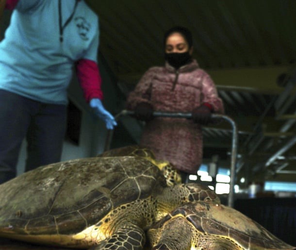 Teksašani spašavaju na hiljade promrzlih morskih kornjača