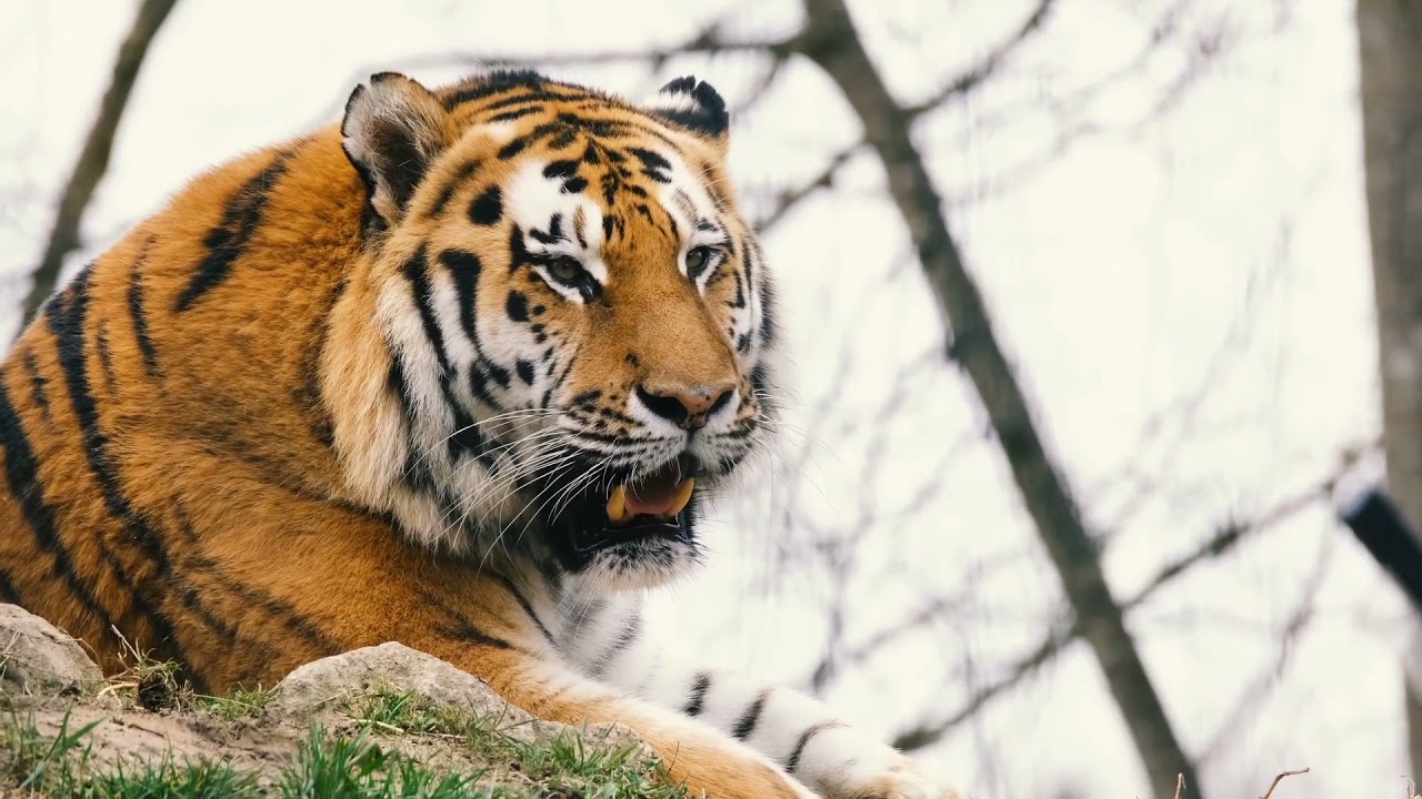 Tigar uhvaćen poslije napada u selu
