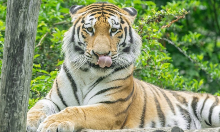 Bečki zoološki vrt Schönbrunn: Stigao sibirski tigar Pepe