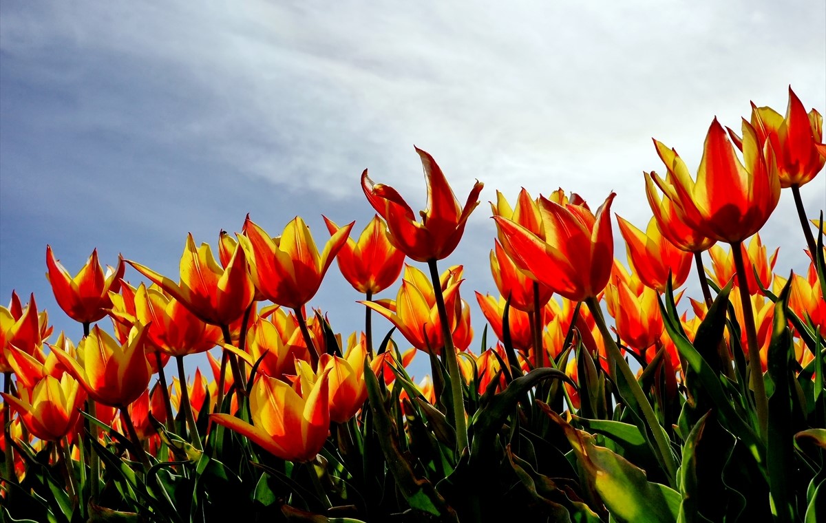 Polje sa 130 vrsta tulipana u Turskoj plijeni pažnju fotografa i posjetilaca