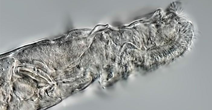 Životinja zamrznuta prije 24.000 godina ponovo se razmnožava?