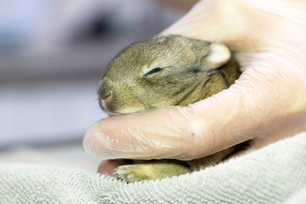 Zečić preživio 216 km dugo putovanje zarobljen u bali sijena u kamionu