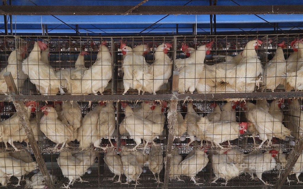 Registrovana pojava ptičijeg gripa na zapadu Belgije