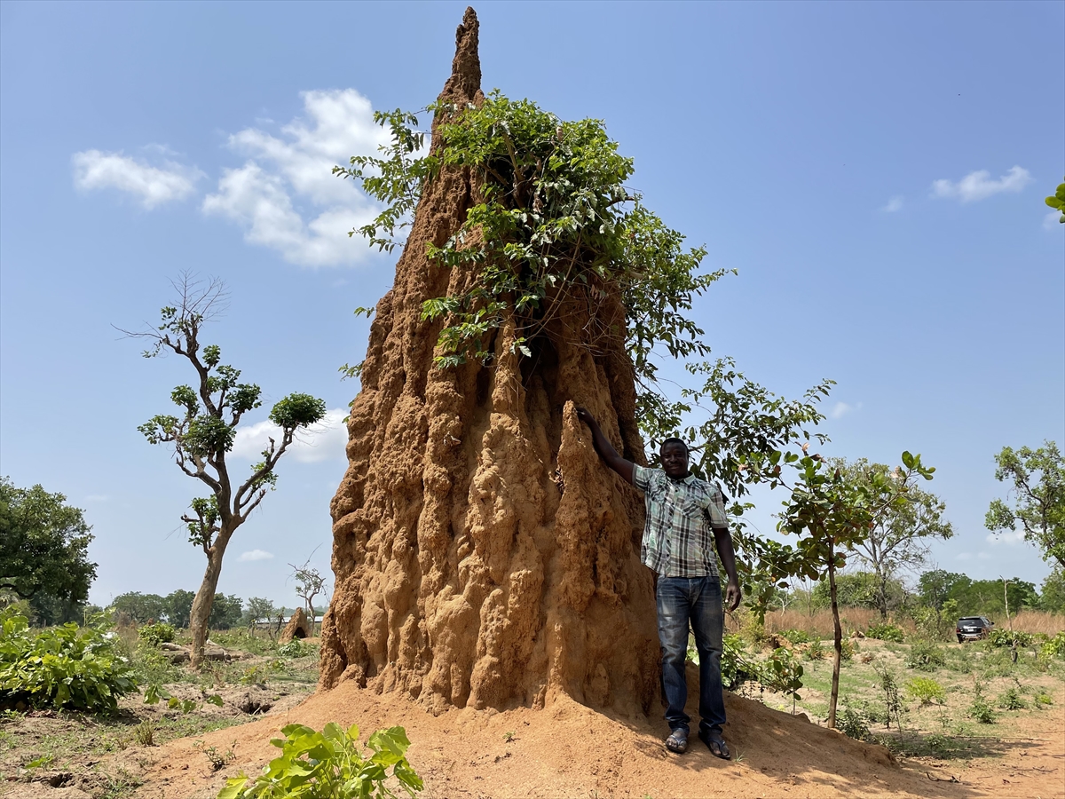 Pojedini termitnjaci u Beninu dosežu visinu i do pet metara