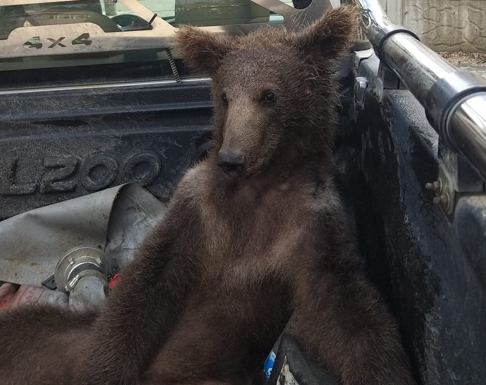Turska: Spašena medvjedica koju je omamila prevelika količina pojedenog meda