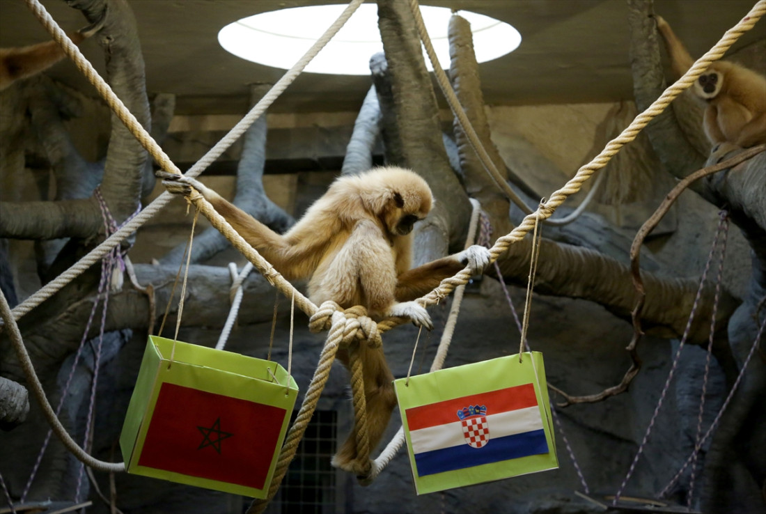 Gibon Kent ponovo favorizirao Hrvatsku u utakmici protiv Maroka