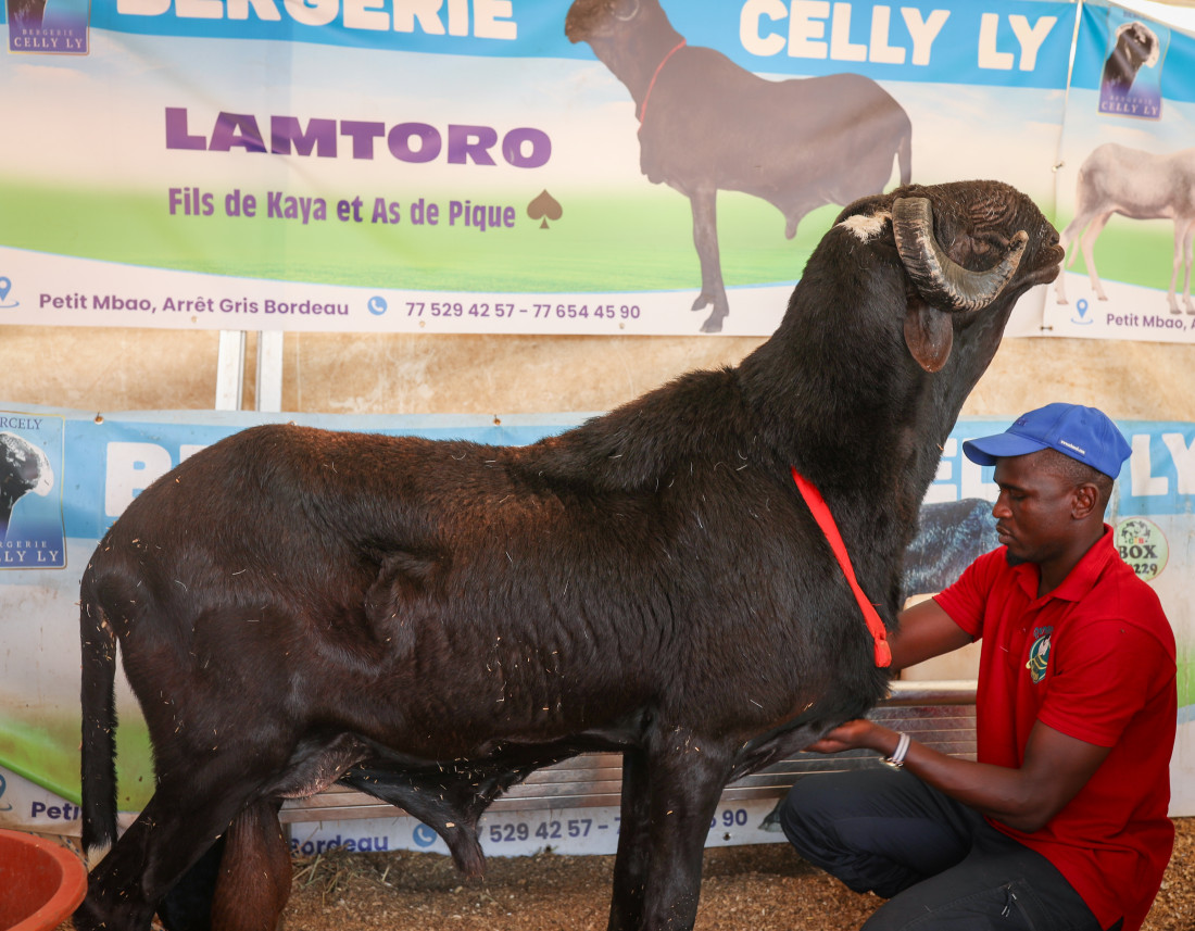 Senegal: Ovce “Ladoum“ se prodaju po cijeni luksuznih automobila