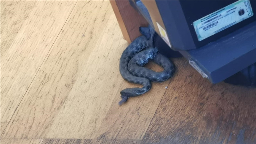 Zmija u prostorijama Uprave za indirektno oporezivanje u Banja Luci