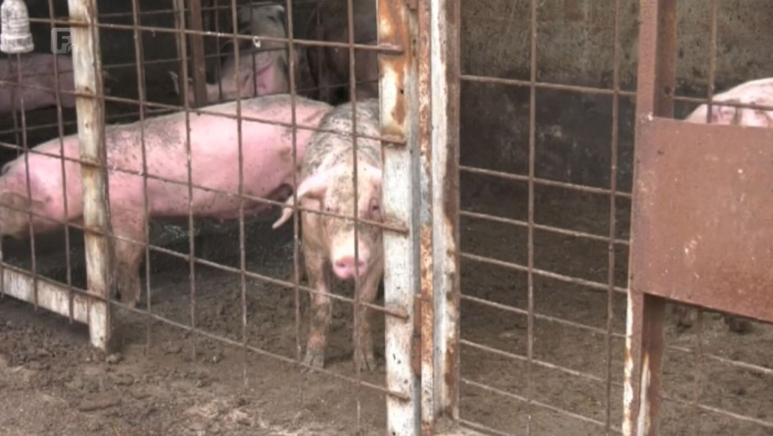 Afrička svinjska kuga na još jednoj farmi u Vitezu