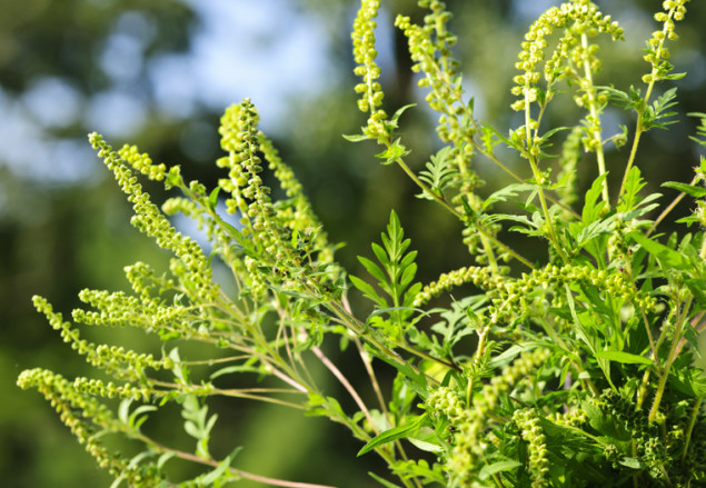 Ambrozija prisutna u zraku: Date preporuke alergičnim osobama