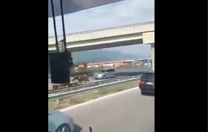 Konj sa zapregom snimljen u trku u suprotnom smjeru na autoputu Skoplje-Tetovo