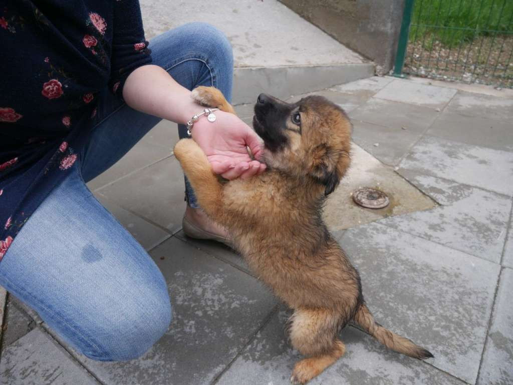 U Brčkom uskoro besplatna vakcinacija pasa i mačaka