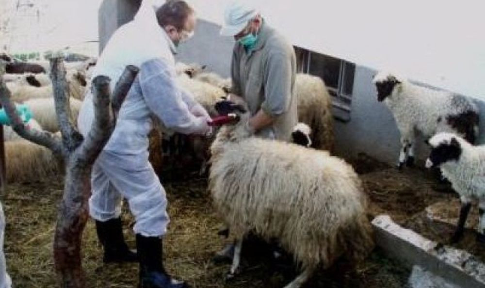 Od bruceloze samo u ZDK-u oboljelo 23 osobe i 74 životinje