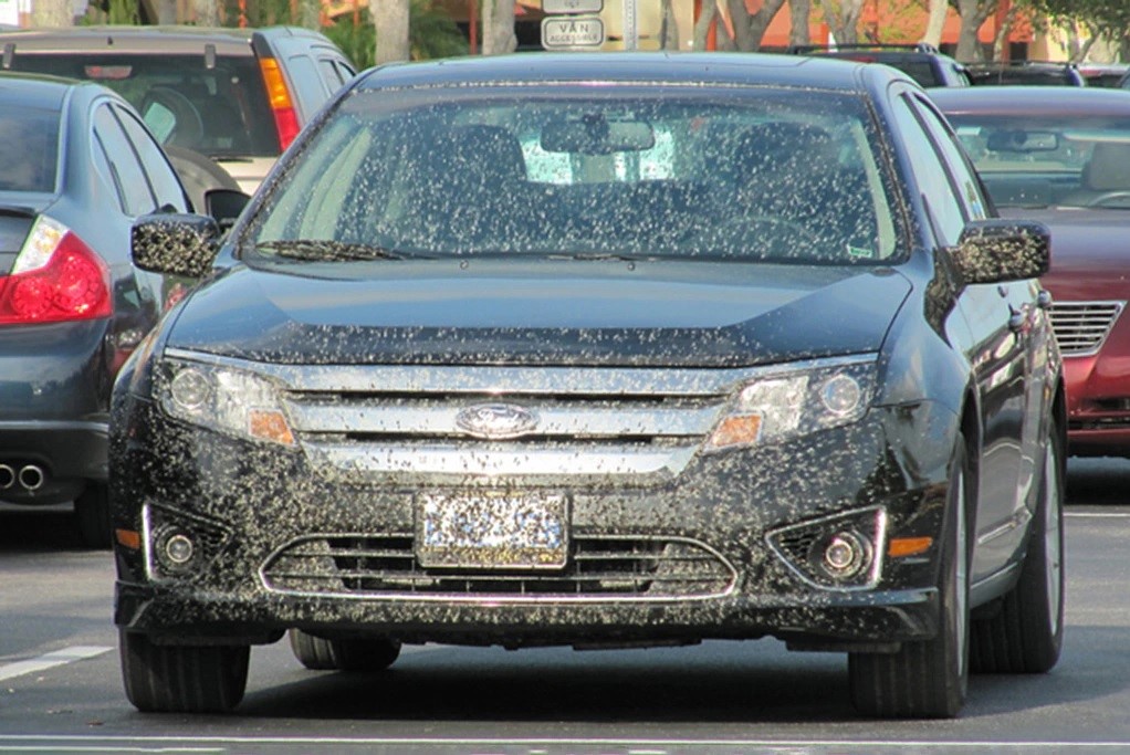 Ostaci insekata na vozilu: Treba ih što prije ukloniti da ne bi došlo do oštećenja laka!