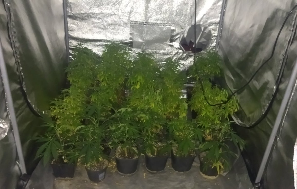 Pronađena i oduzeta laboratorija za uzgoj i proizvodnju opojne droge marihuane