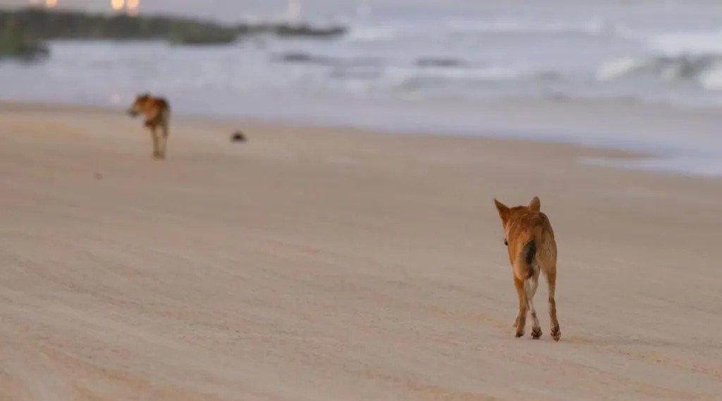 Dingoi na australijskom ostrvu K'gari bit će eutanazirani nakon tragične smrti kanadske turistkinje
