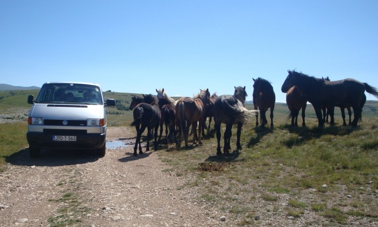 Gradsko vijeće Livna od Vlade K10 traži rješenje za brigu o divljim konjima