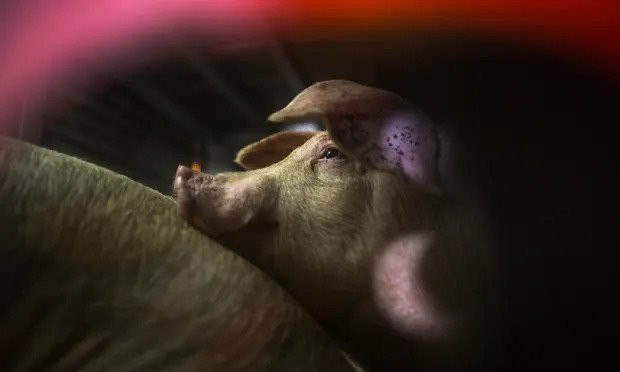 Više od 20 milijuna životinja ugine svake godine na putu do klaonice u SAD-u