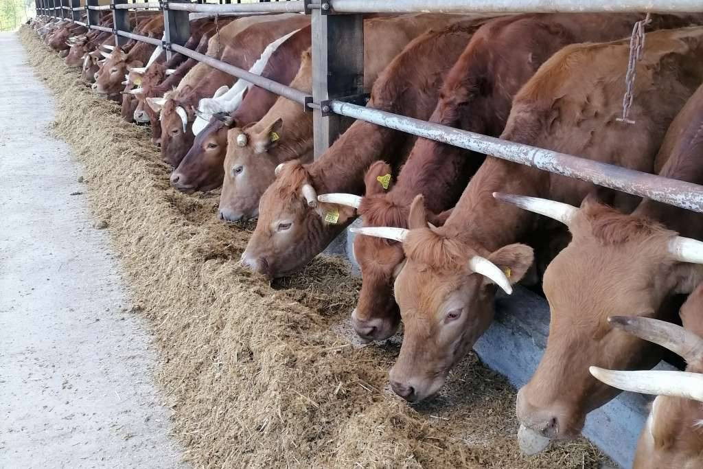 FUZIP donio plan službenih kontrola farmi goveda, ovaca koza i drugog u FBiH za 2024.