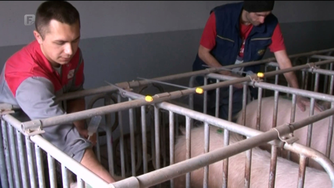 U Doboju prvi slučaj afričke kuge svinja