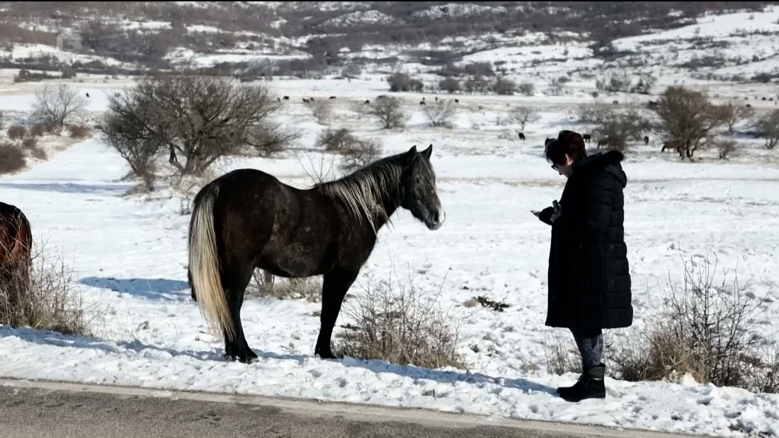 Kradu ih, preprodaju, ubijaju - livanjski divlji konji bez zakonske zaštite