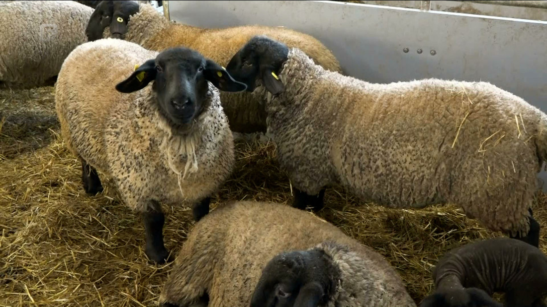 Bugarska se suočava s velikom krizom u stočarstvu, 10.000 ovaca eutanazirano zbog bolesti