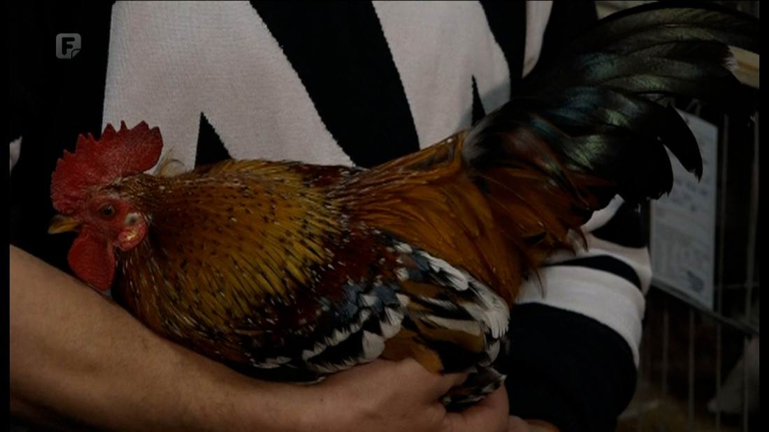 Uz đuđu, u procesu priznavanja su još posavska kukmasta i potkozarska kokoš