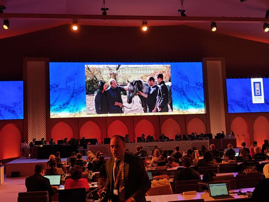 "Tradicija uzgoja konja lipicanca" upisana na Reprezentativnu listu nematerijalne kulturne baštine