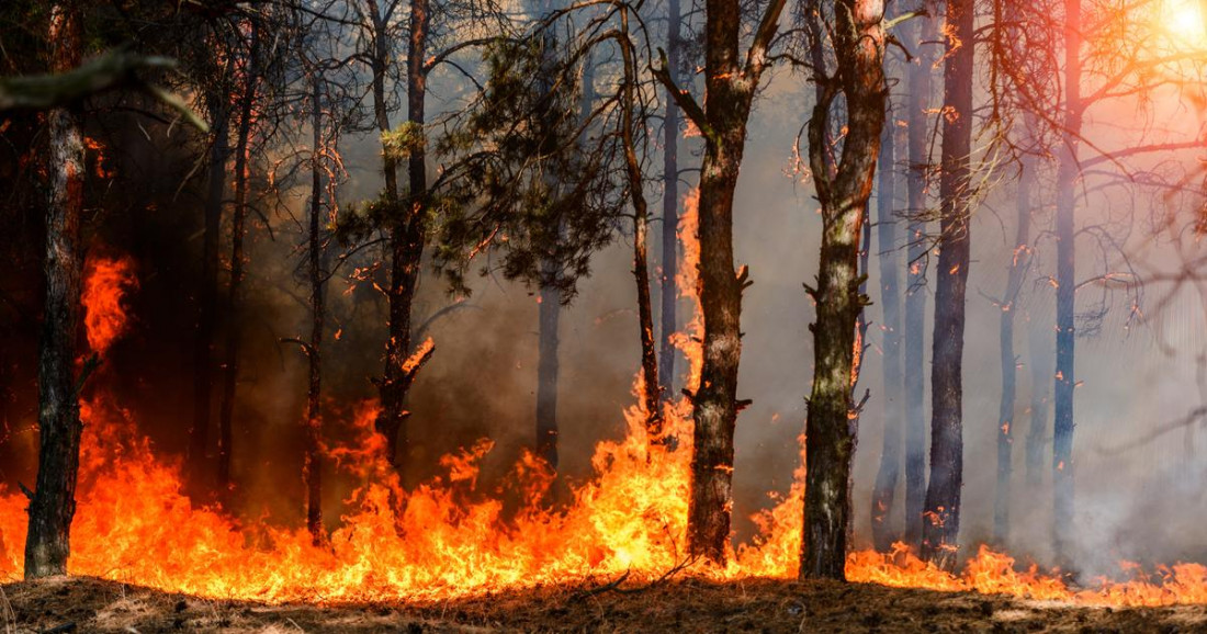Požar na Korziki zahvatio 450 hektara zelenih površina
