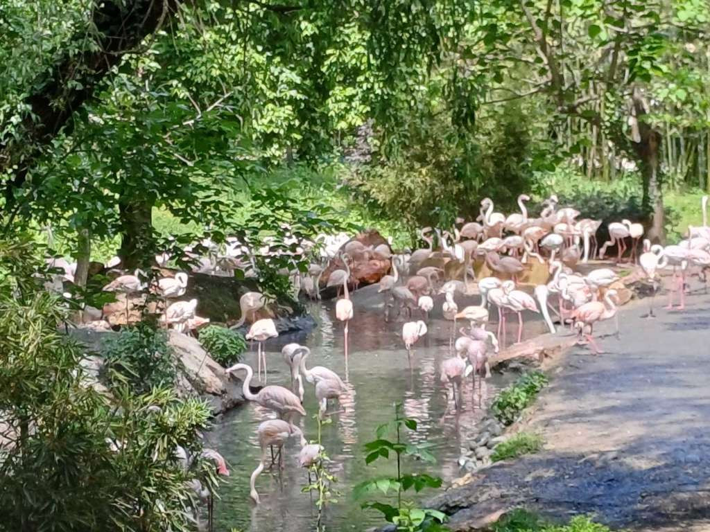 U Mumbaiju zabilježeno uginuće najmanje 39 flamingosa nakon što je na njih naletio avion