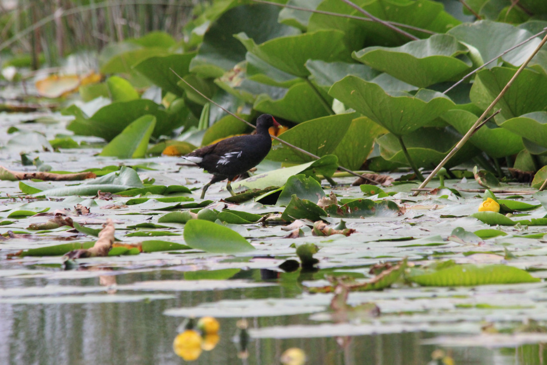Svjetski dan močvarnih staništa 2024: Močvare i dobrobit ljudi