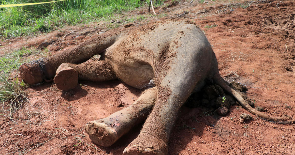 Indonezija: Ugroženi sumatranski slon uginuo, sumnja se na trovanje