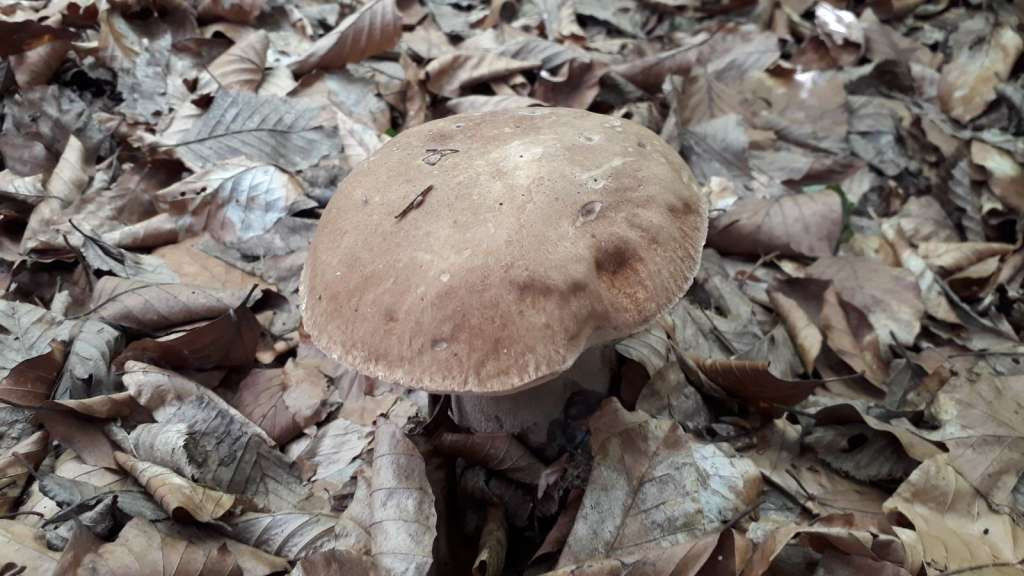 Zbog trovanja gljivama pomoć na UKC Tuzla potražilo 26 pacijenata