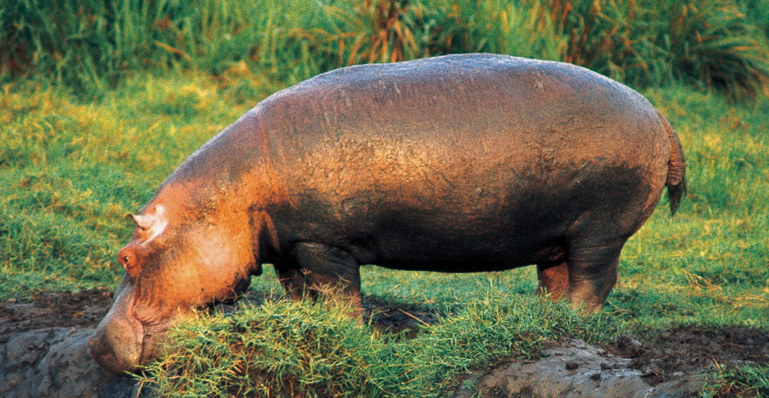 Antraks uzrokovao pomor životinja u najstarijem nacionalnom parku Afrike
