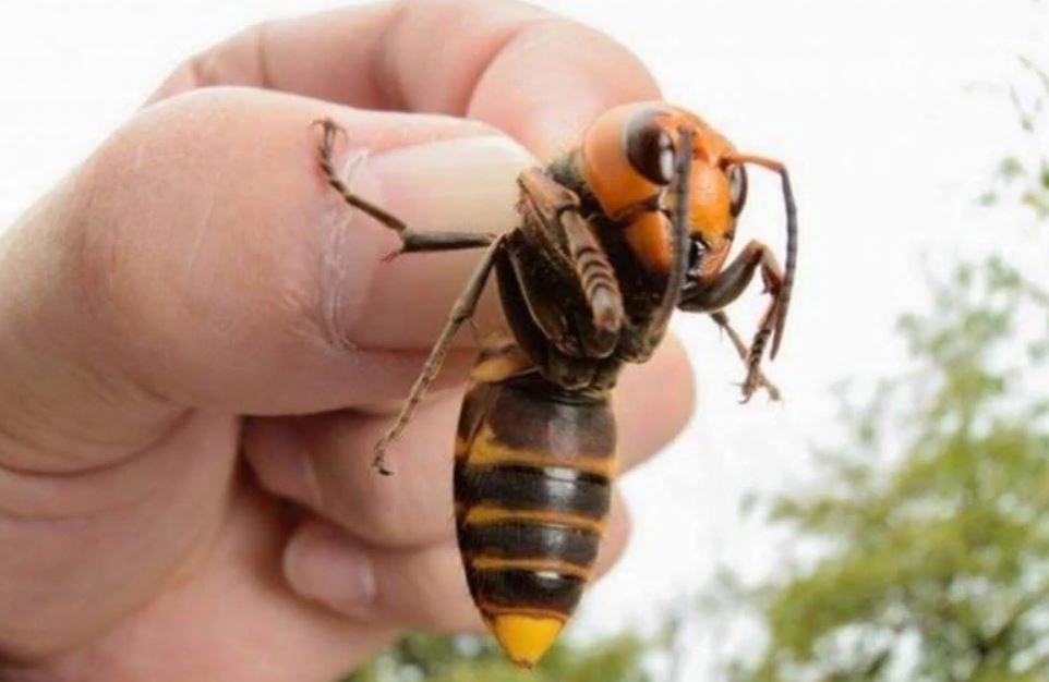 Velika Britanija: Moguća invazija azijskih stršljena