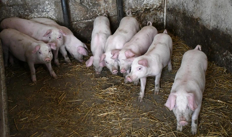 Zbog širenja afričke kuge u Hrvatskoj eutanazija oko 12.000 svinja